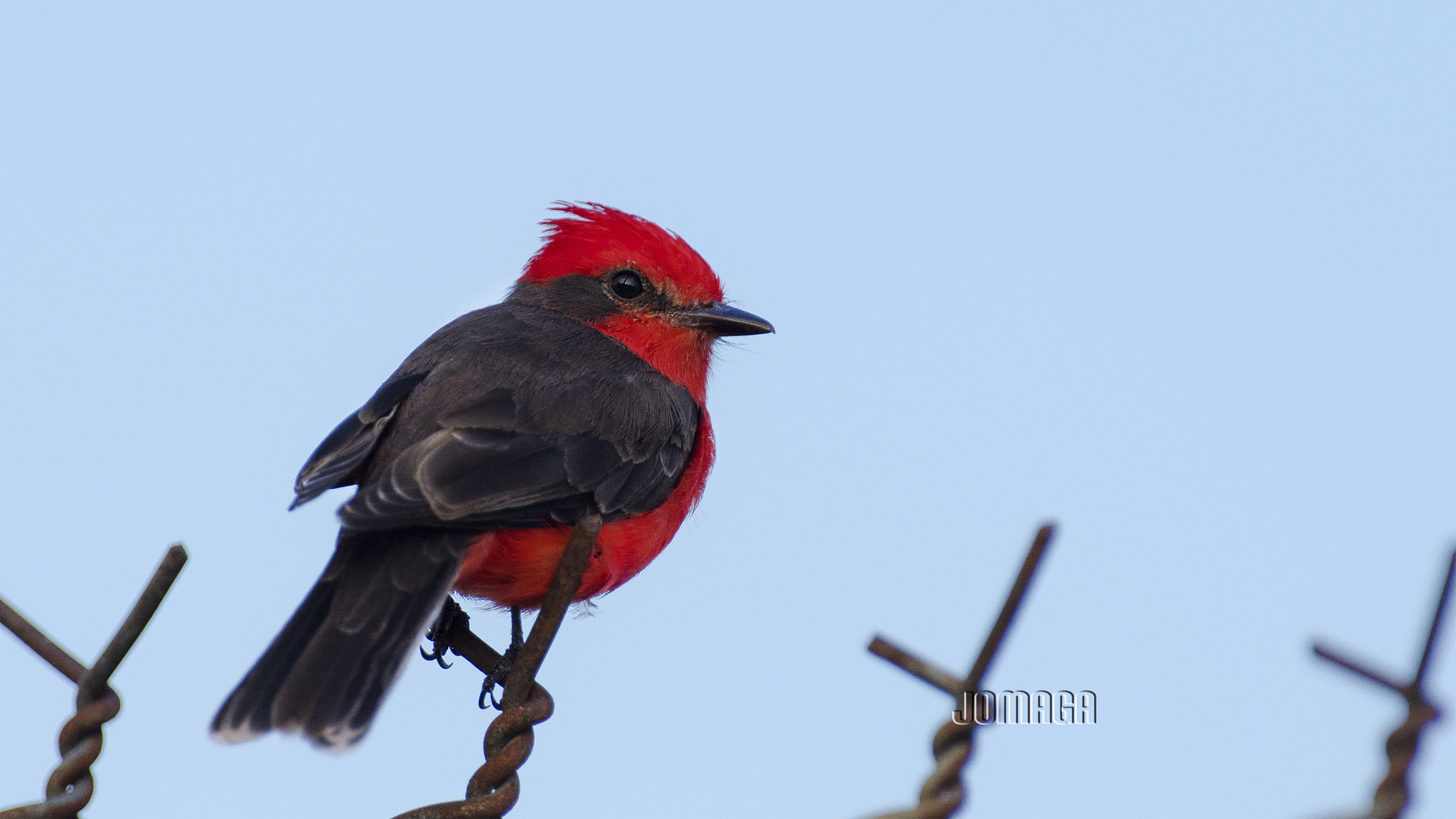 Pentax K-1 sample photo. Birds photography