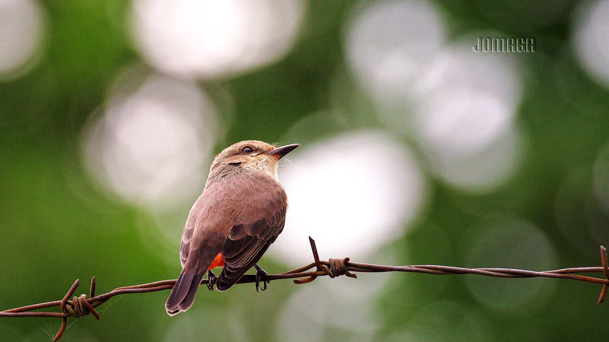Pentax K-1 sample photo. Birding red ... photography