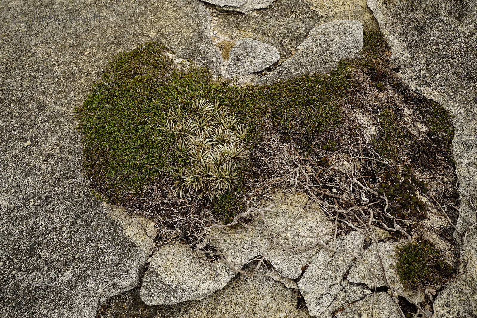 Sony a7S + Sony Vario-Tessar T* FE 16-35mm F4 ZA OSS sample photo. Stewart island discovery cruise photography