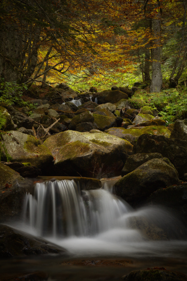 Sigma 18-125mm F3.8-5.6 DC OS HSM sample photo. Rincones photography