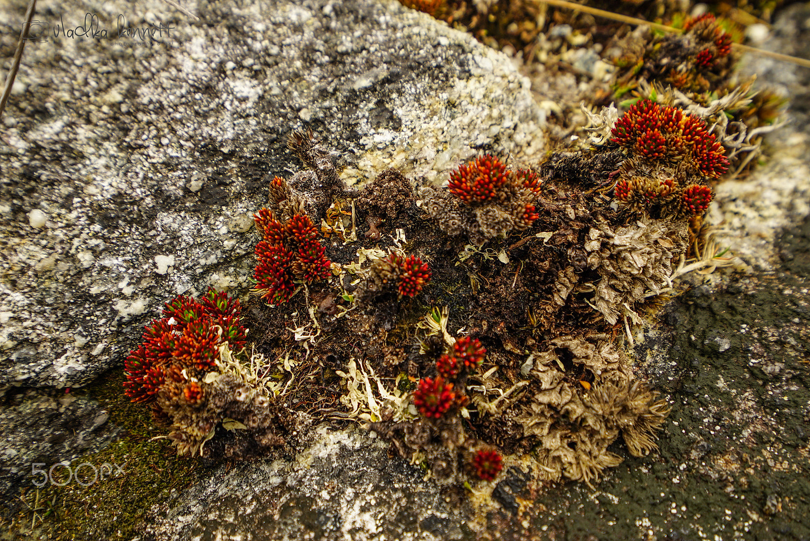 Sony a7S + Sony Vario-Tessar T* FE 16-35mm F4 ZA OSS sample photo. Stewart island discovery cruise photography