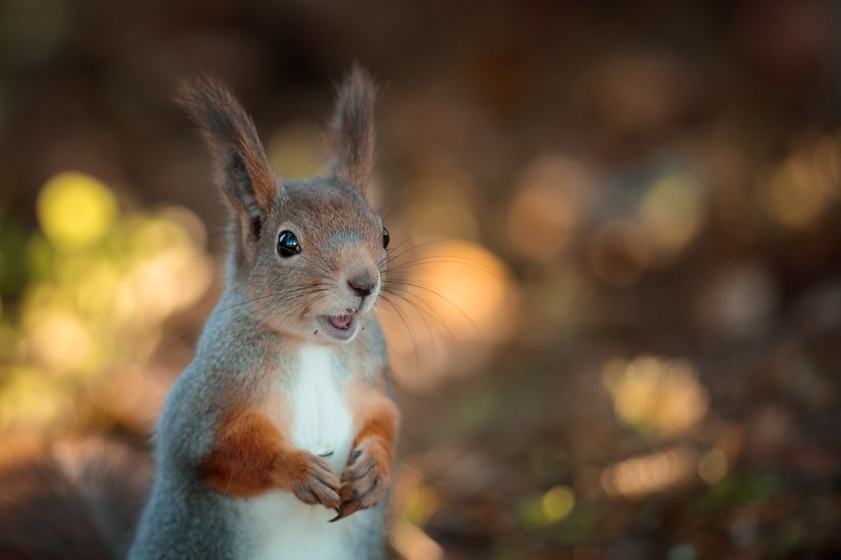 Canon EF 300mm F2.8L IS II USM sample photo. Squirrel photography
