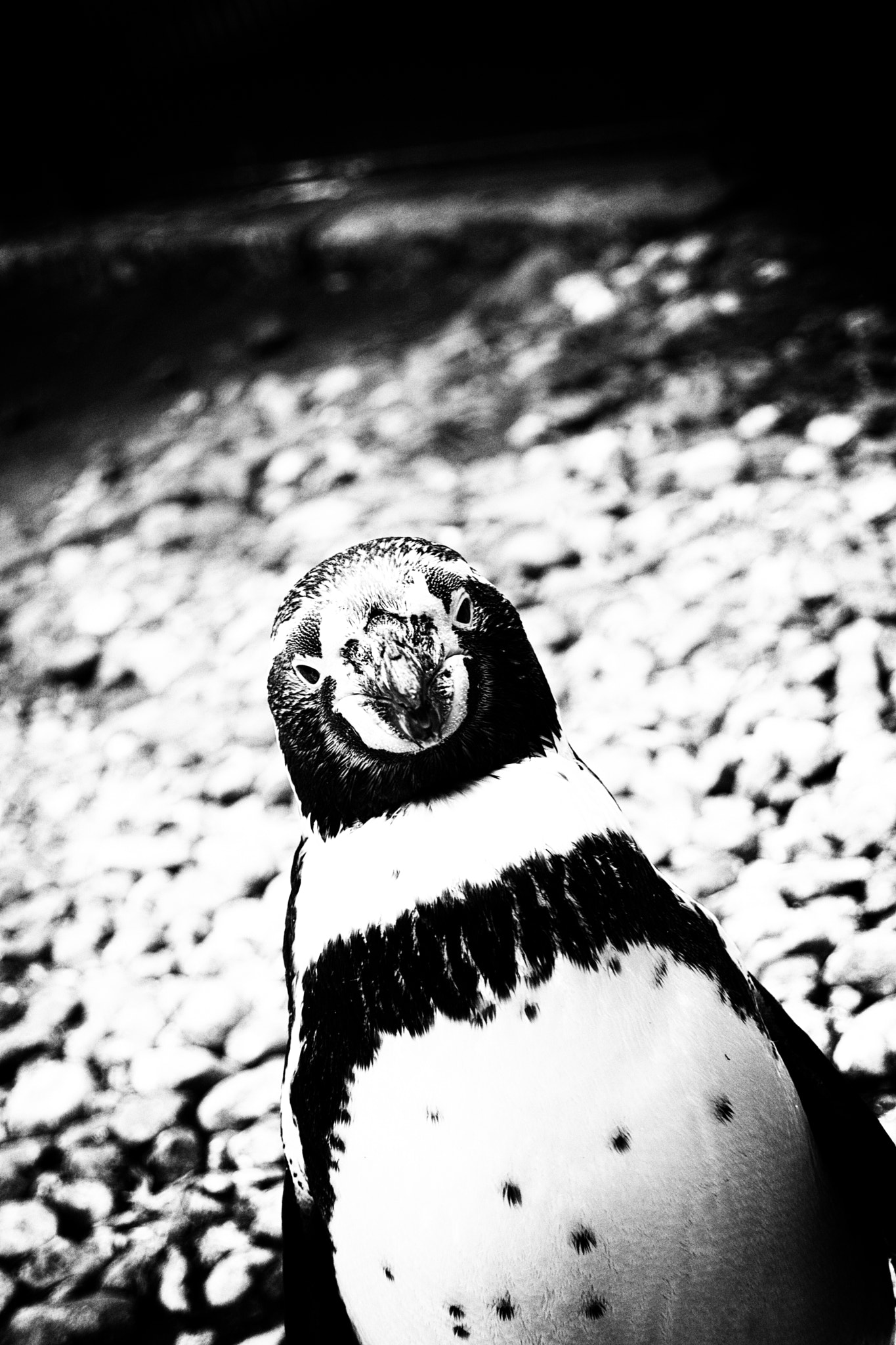 Samsung NX500 sample photo. What's up man? photography