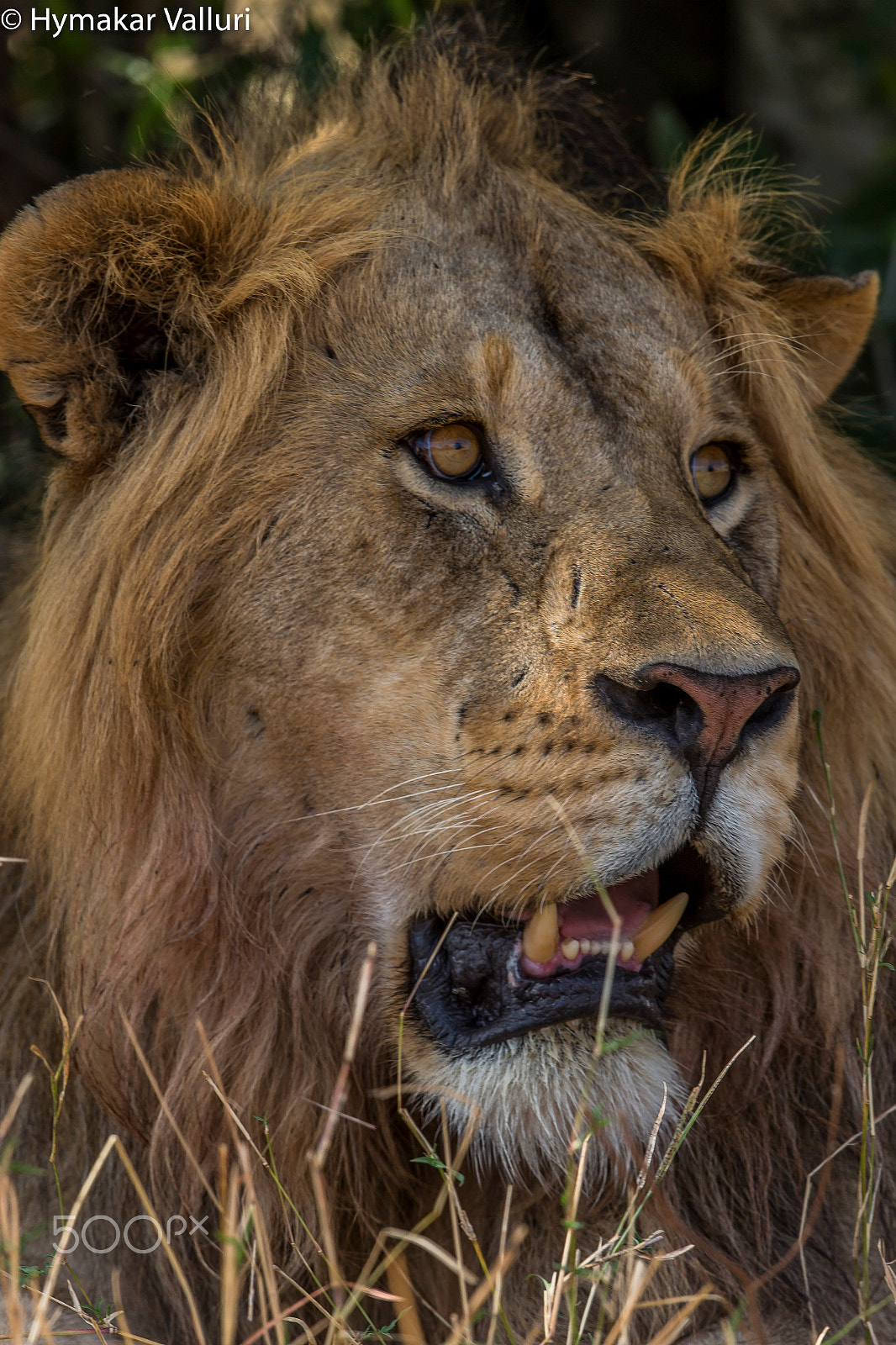 Canon EF 500mm F4L IS II USM sample photo. Lion photography