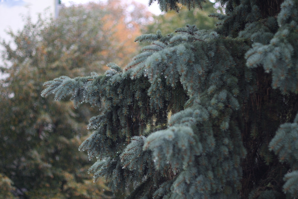 Canon EF 35-80mm f/4-5.6 sample photo. Hidden droplers photography