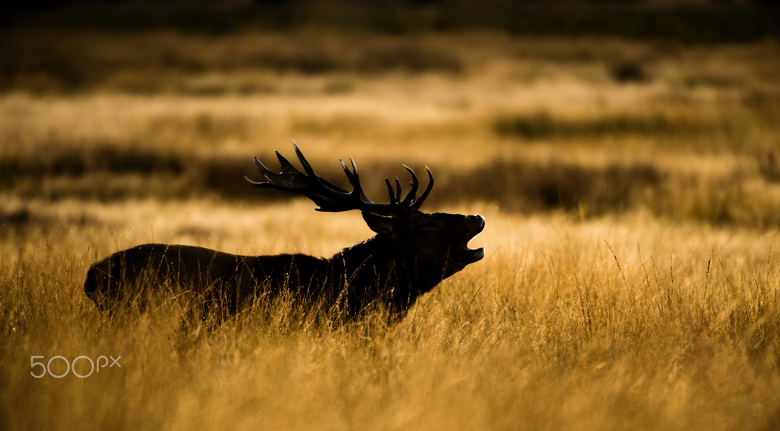 Nikon D5 sample photo. Among golden fields photography