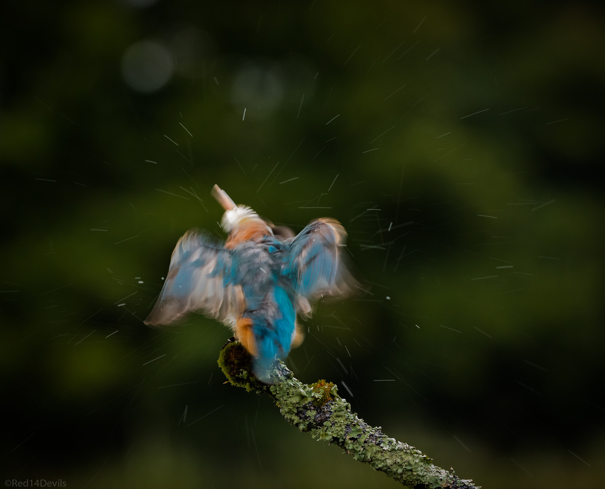 Canon EOS 5DS + Canon EF 200-400mm F4L IS USM Extender 1.4x sample photo. Common kingfisher photography