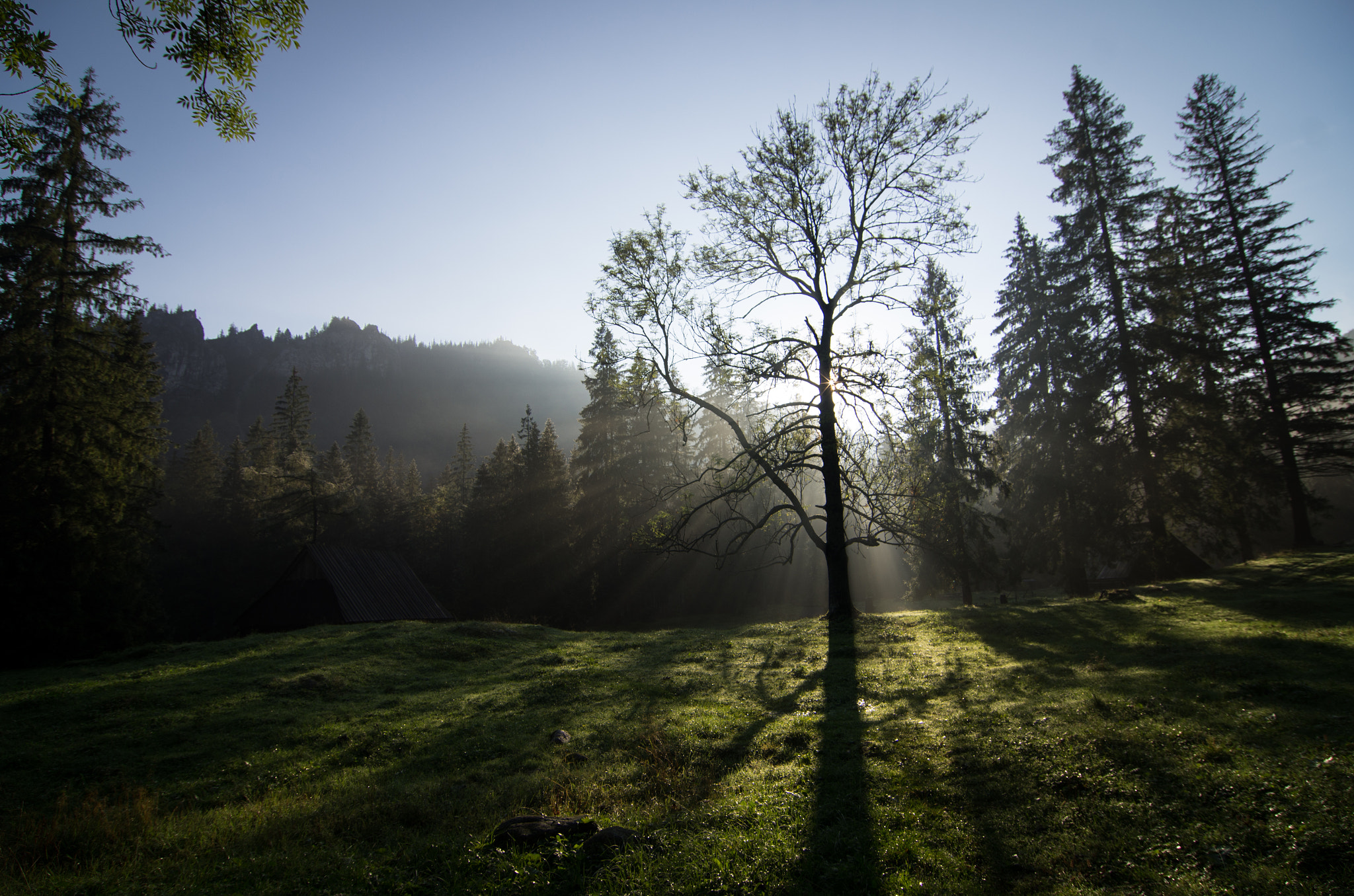 Pentax K-5 sample photo. Sunshine tree photography