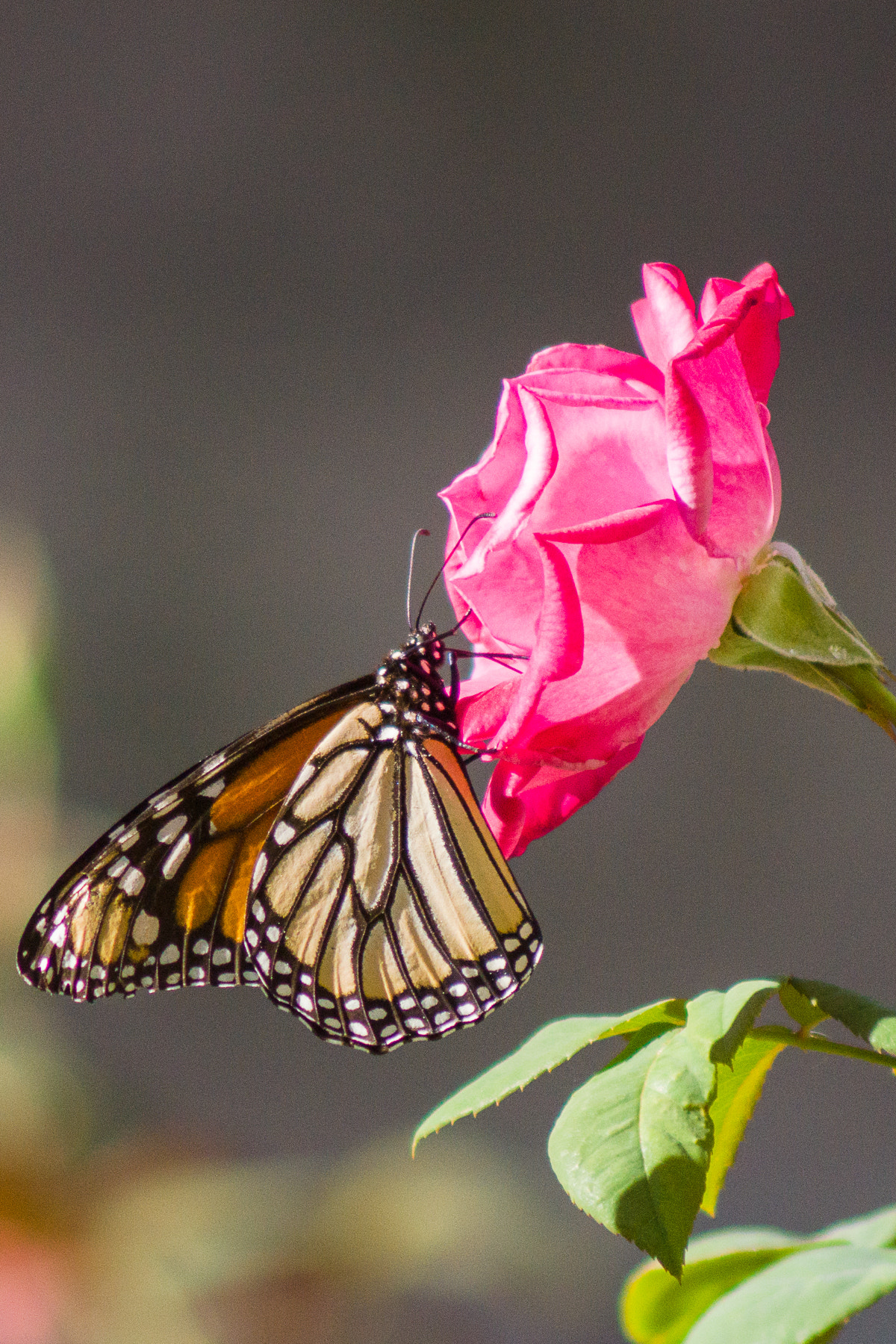 Sony 75-300mm F4.5-5.6 sample photo. King of the rose photography