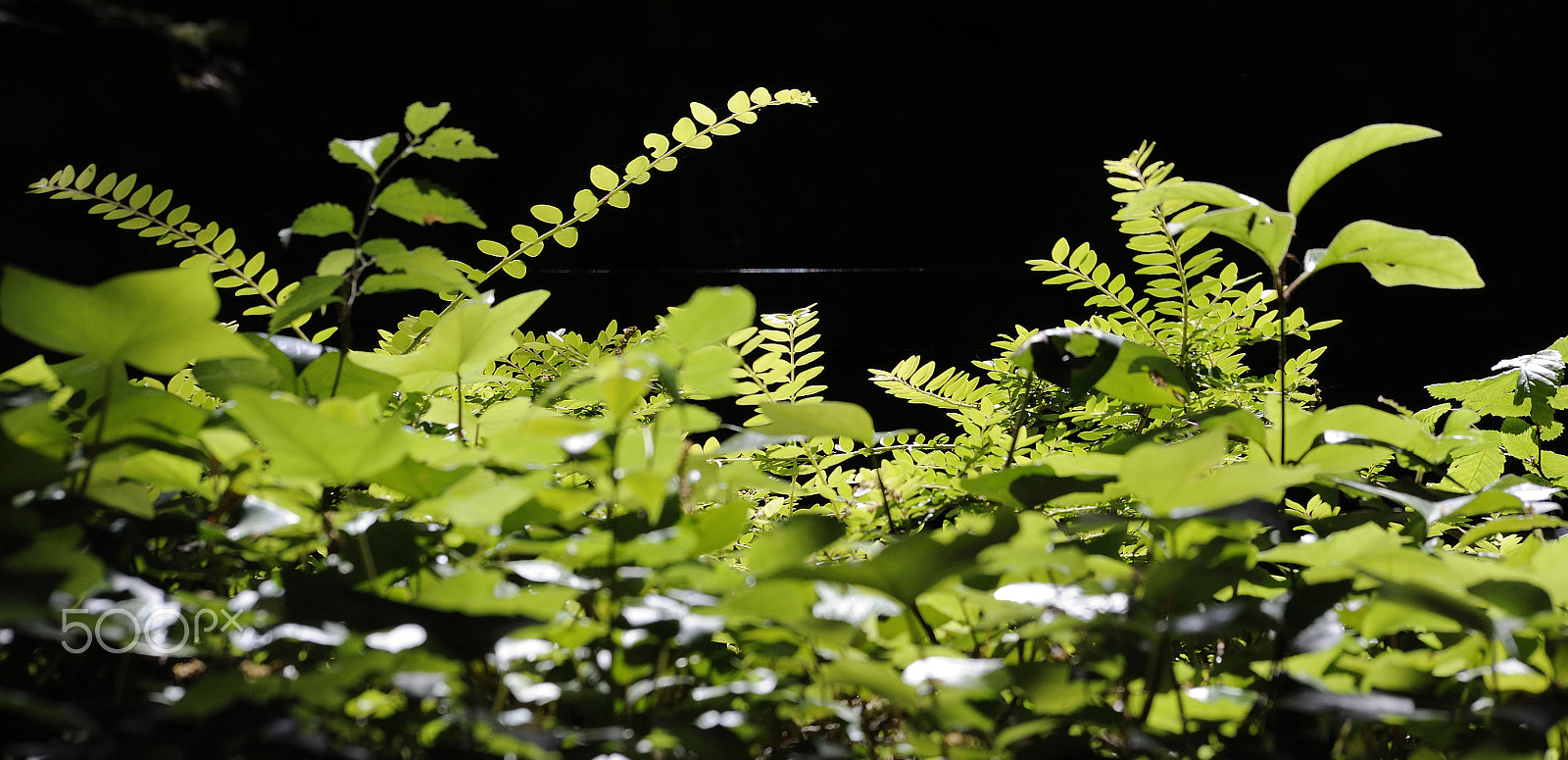 Sigma 70-300mm F4-5.6 APO Macro Super II sample photo. Parco chigi photography