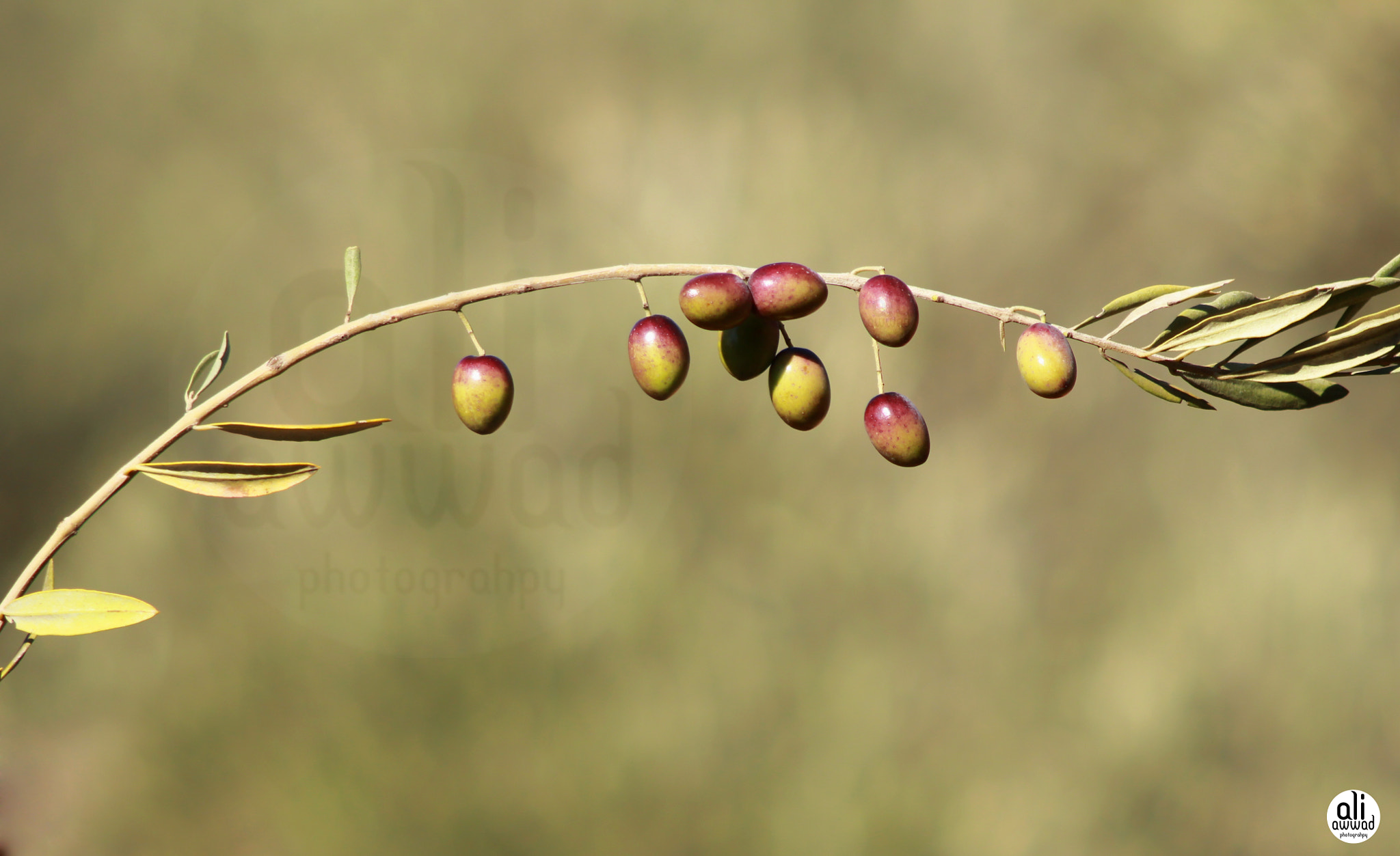 Canon EF 90-300mm F4.5-5.6 USM sample photo. Img photography
