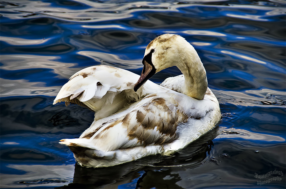 Nikon D7000 + Nikon PC-E Nikkor 24mm F3.5D ED Tilt-Shift sample photo. Swan photography