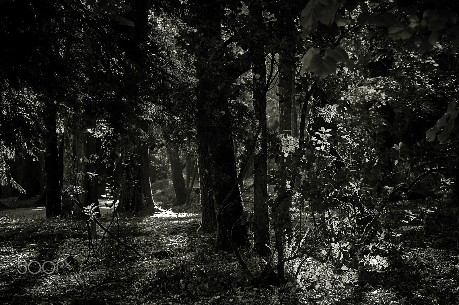 Canon EOS 500D (EOS Rebel T1i / EOS Kiss X3) sample photo. Tones and autumn light. photography