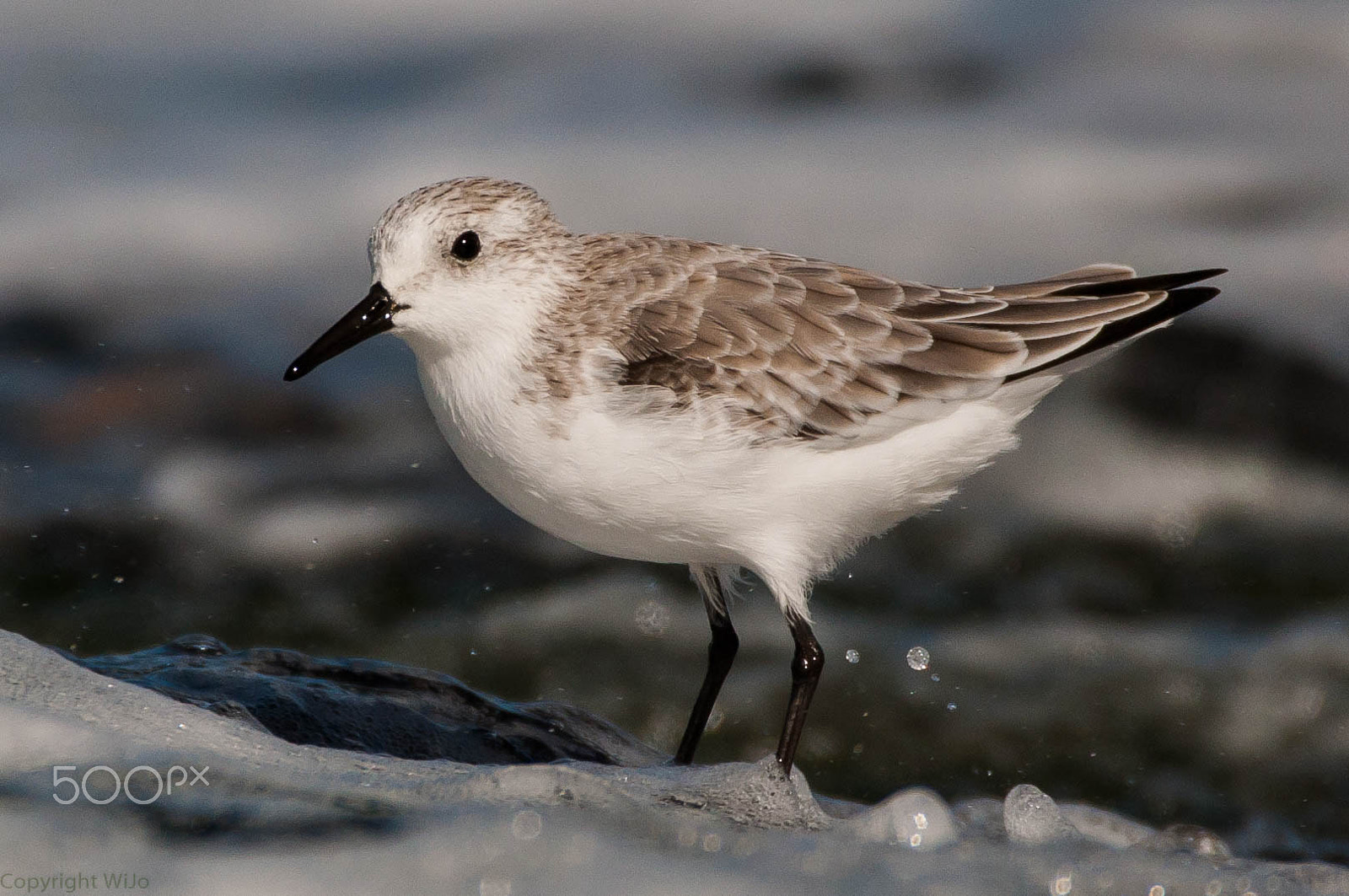 Sigma 150-600mm F5-6.3 DG OS HSM | C sample photo. Sanderling / drieteenstrandloper photography