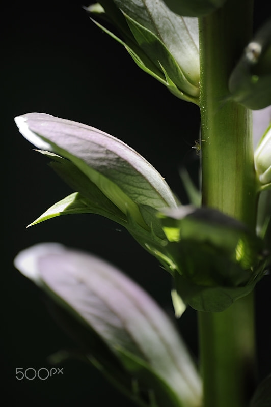 Sigma 70-300mm F4-5.6 APO Macro Super II sample photo. Parco chigi photography
