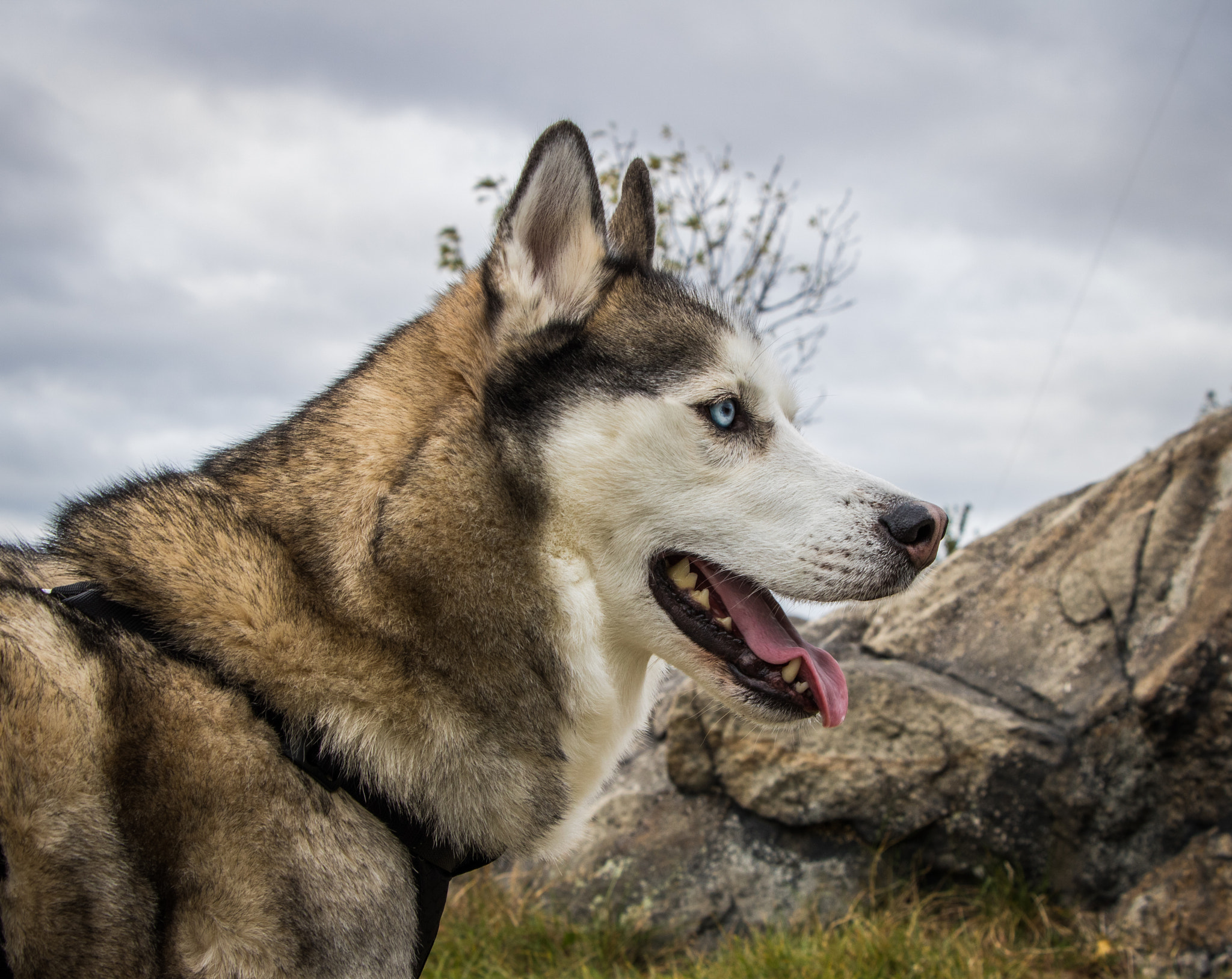 Canon EOS 760D (EOS Rebel T6s / EOS 8000D) sample photo. Dog eyes photography