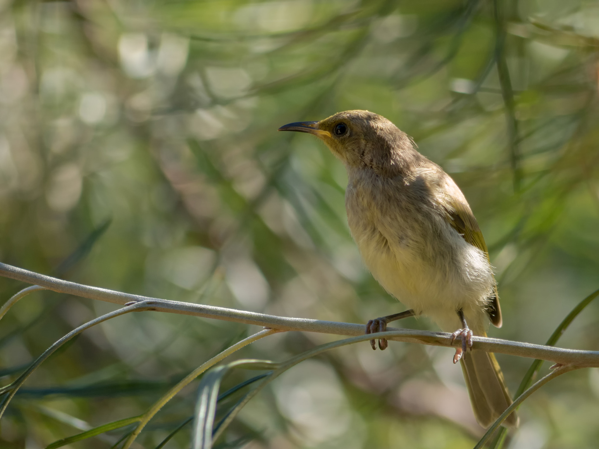 Panasonic Lumix G Vario 45-200mm F4-5.6 OIS sample photo. Little bird photography