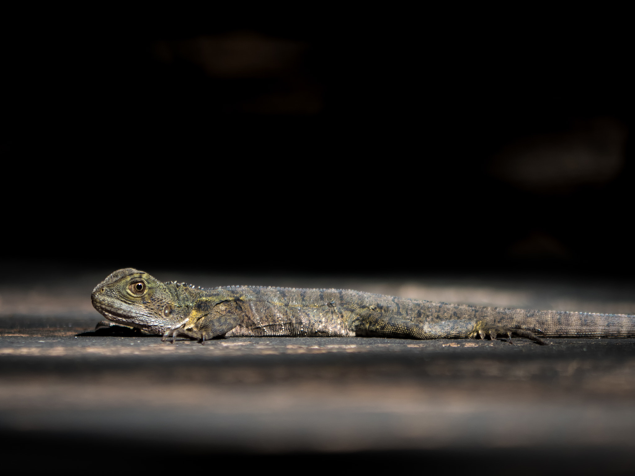Panasonic Lumix G Vario 45-200mm F4-5.6 OIS sample photo. Laying about photography