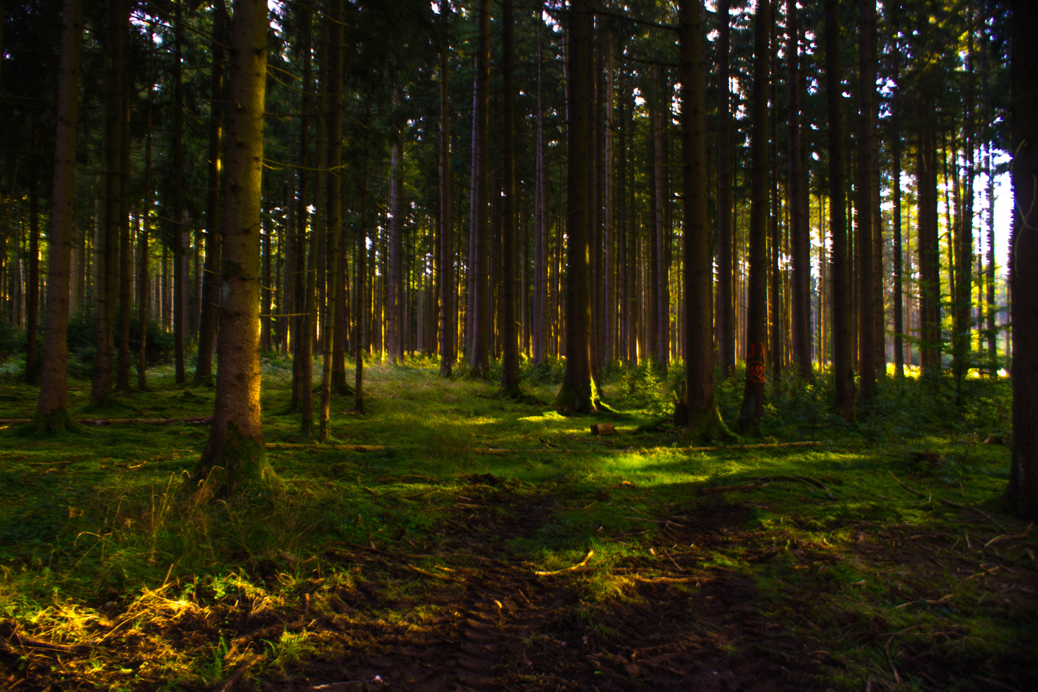 Sony DT 18-70mm F3.5-5.6 sample photo. Verliebt in wald? photography