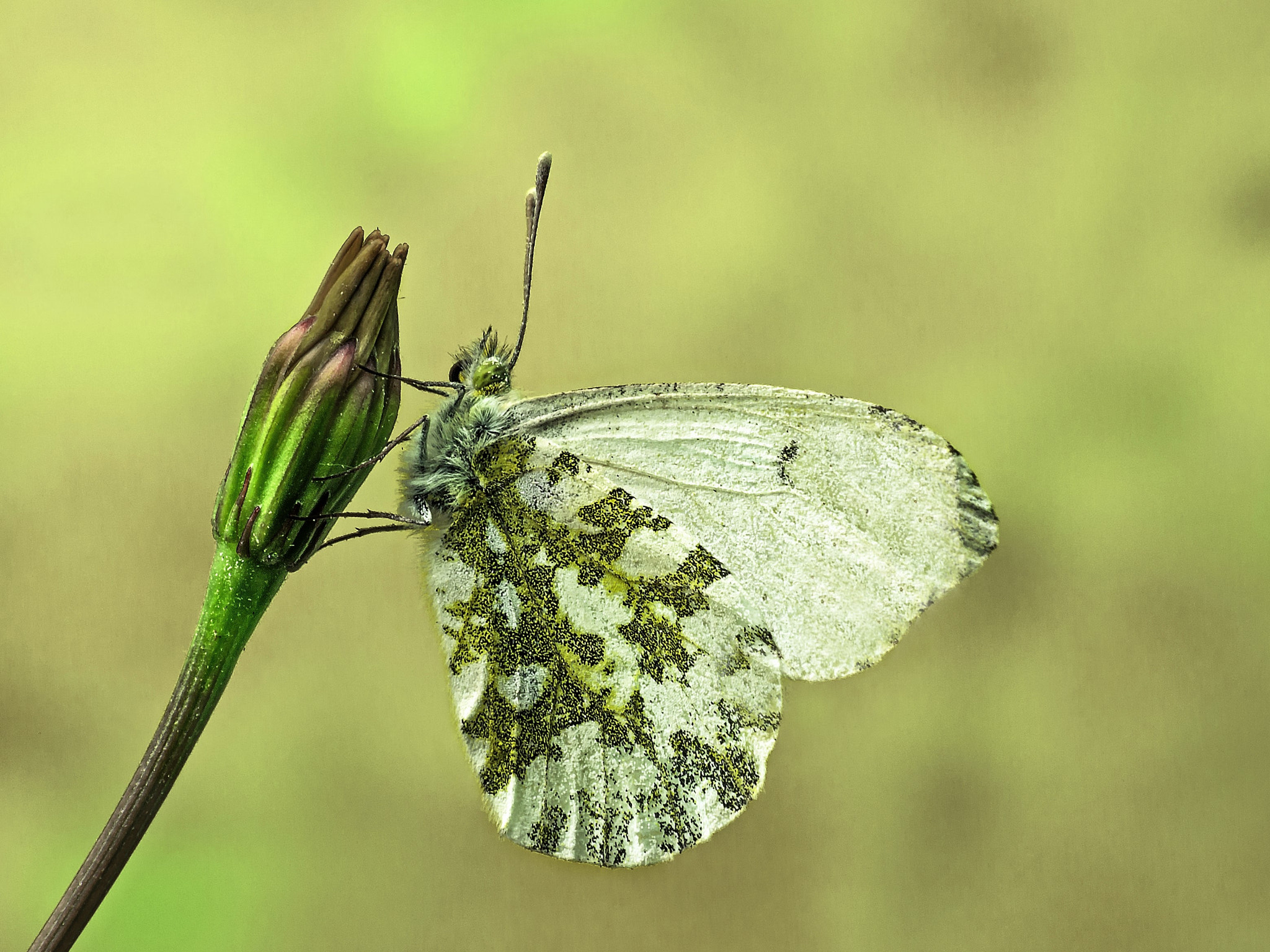 Olympus Zuiko Digital ED 40-150mm F4.0-5.6 sample photo. Anthocharis cardamines (aurora o musgosa ) photography