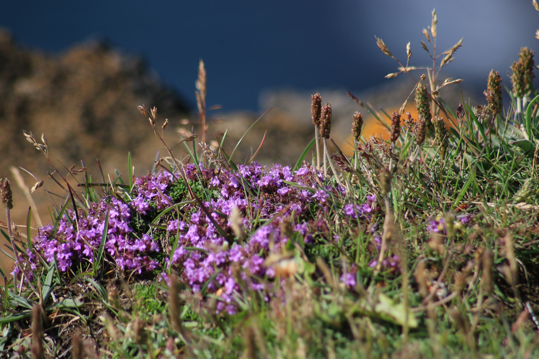 Canon EF 100-300mm F4.5-5.6 USM sample photo. Close shot photography