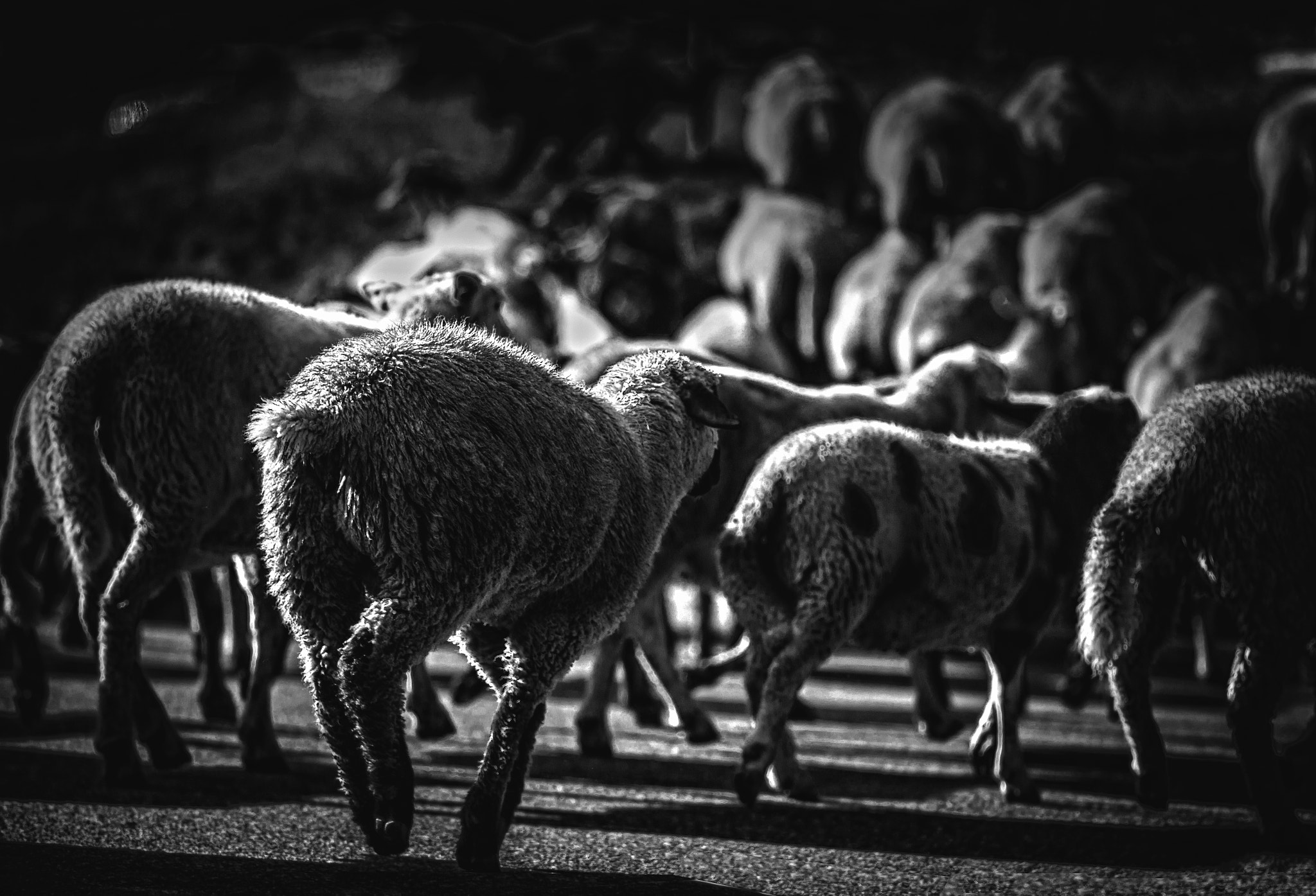 Canon EOS 600D (Rebel EOS T3i / EOS Kiss X5) + Canon EF 100mm F2.0 USM sample photo. Sheep rush - hdr photography