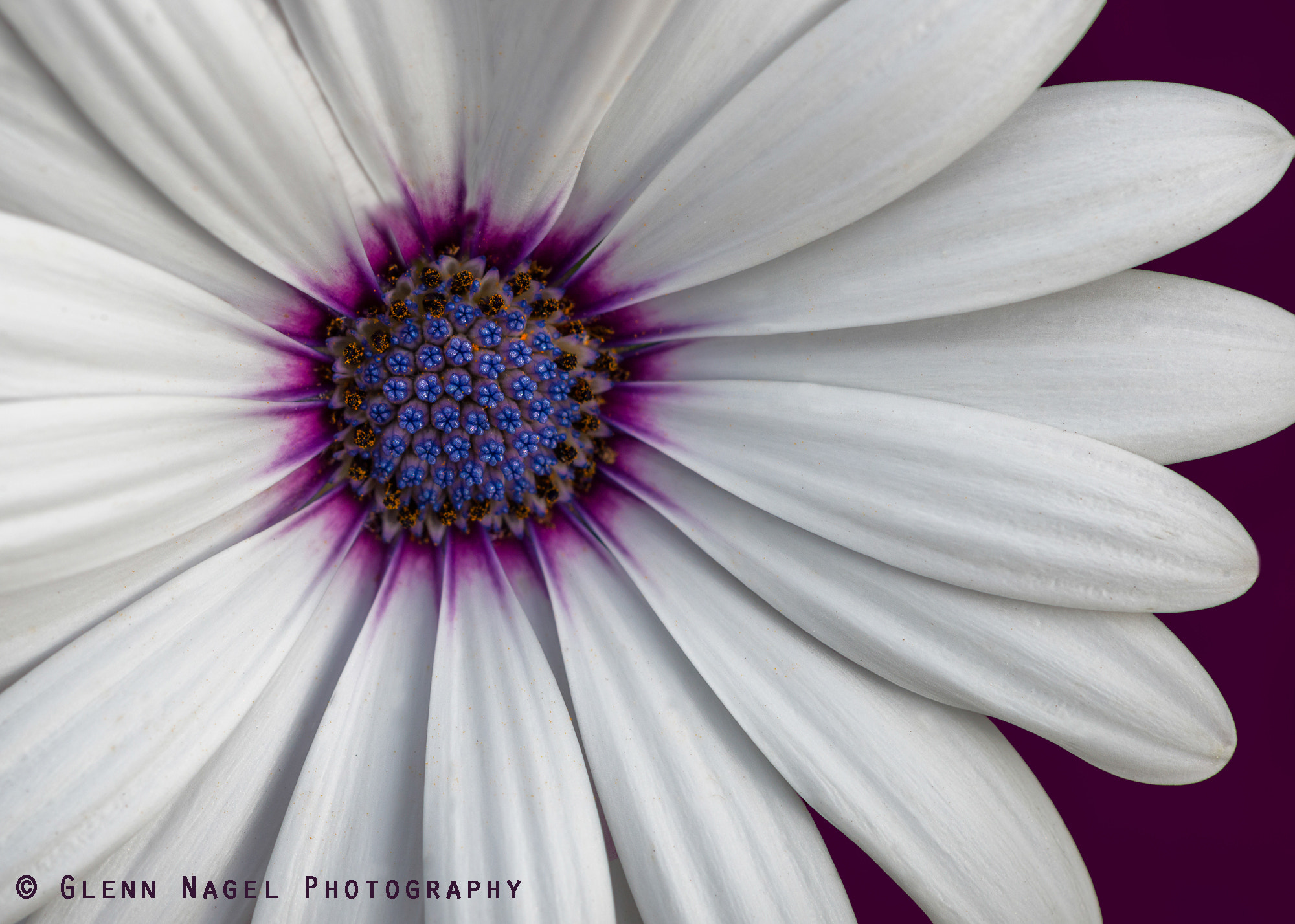 Nikon D800 + Nikon AF Micro-Nikkor 200mm F4D ED-IF sample photo. Purple and white photography