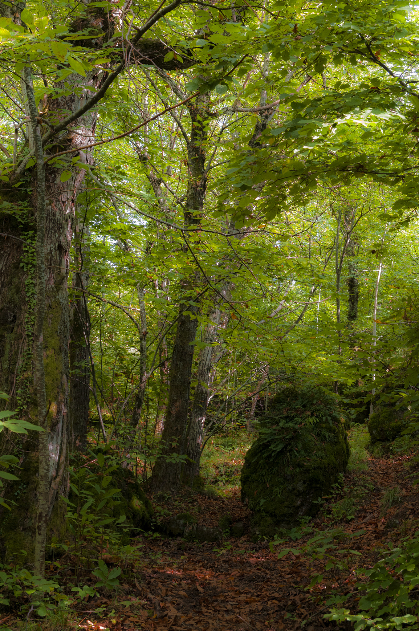 Nikon D300 sample photo. Bosco delle fate photography