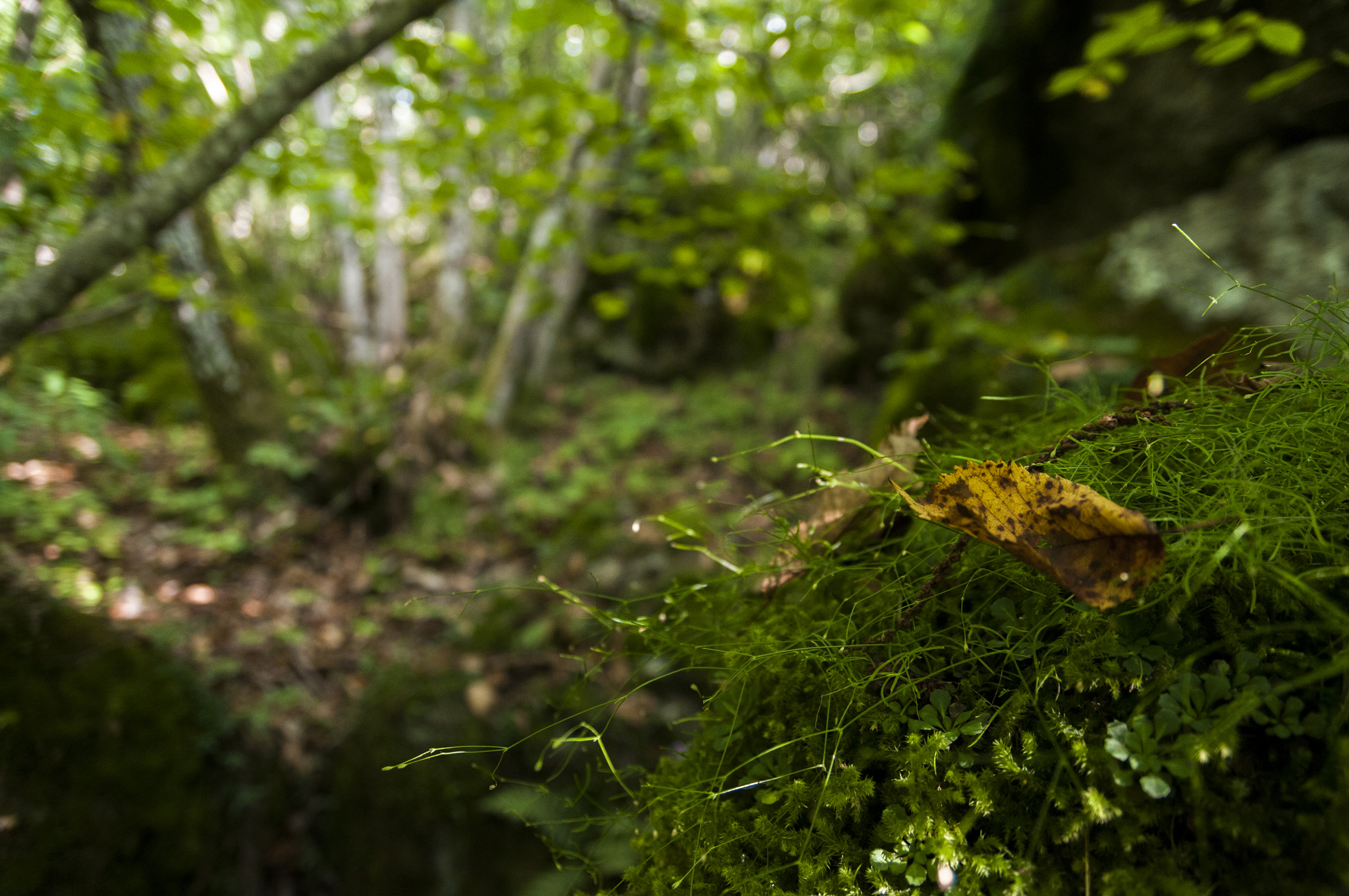 Nikon D300 sample photo. Bosco delle fate photography
