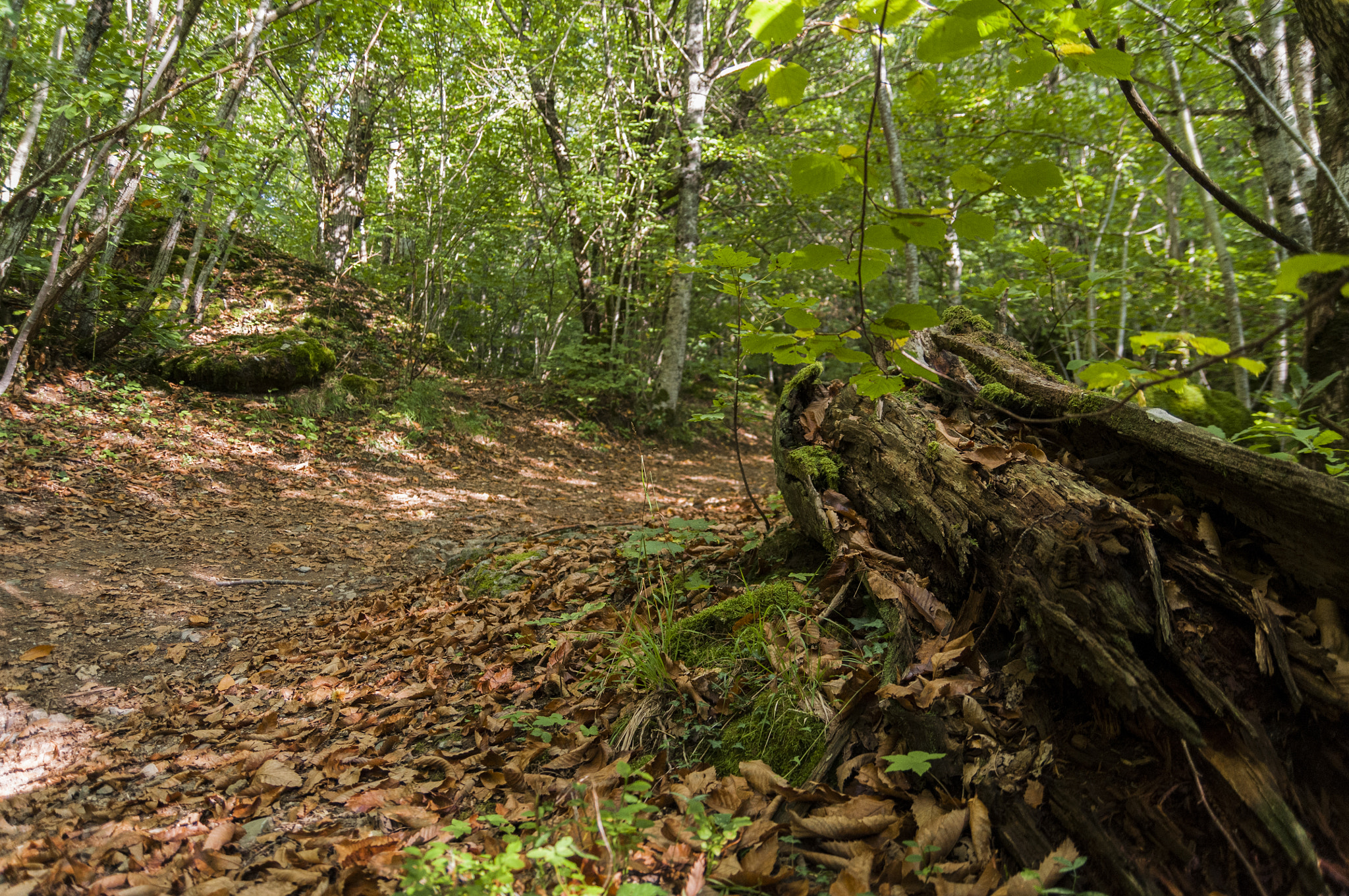 Nikon D300 sample photo. Bosco delle fate photography