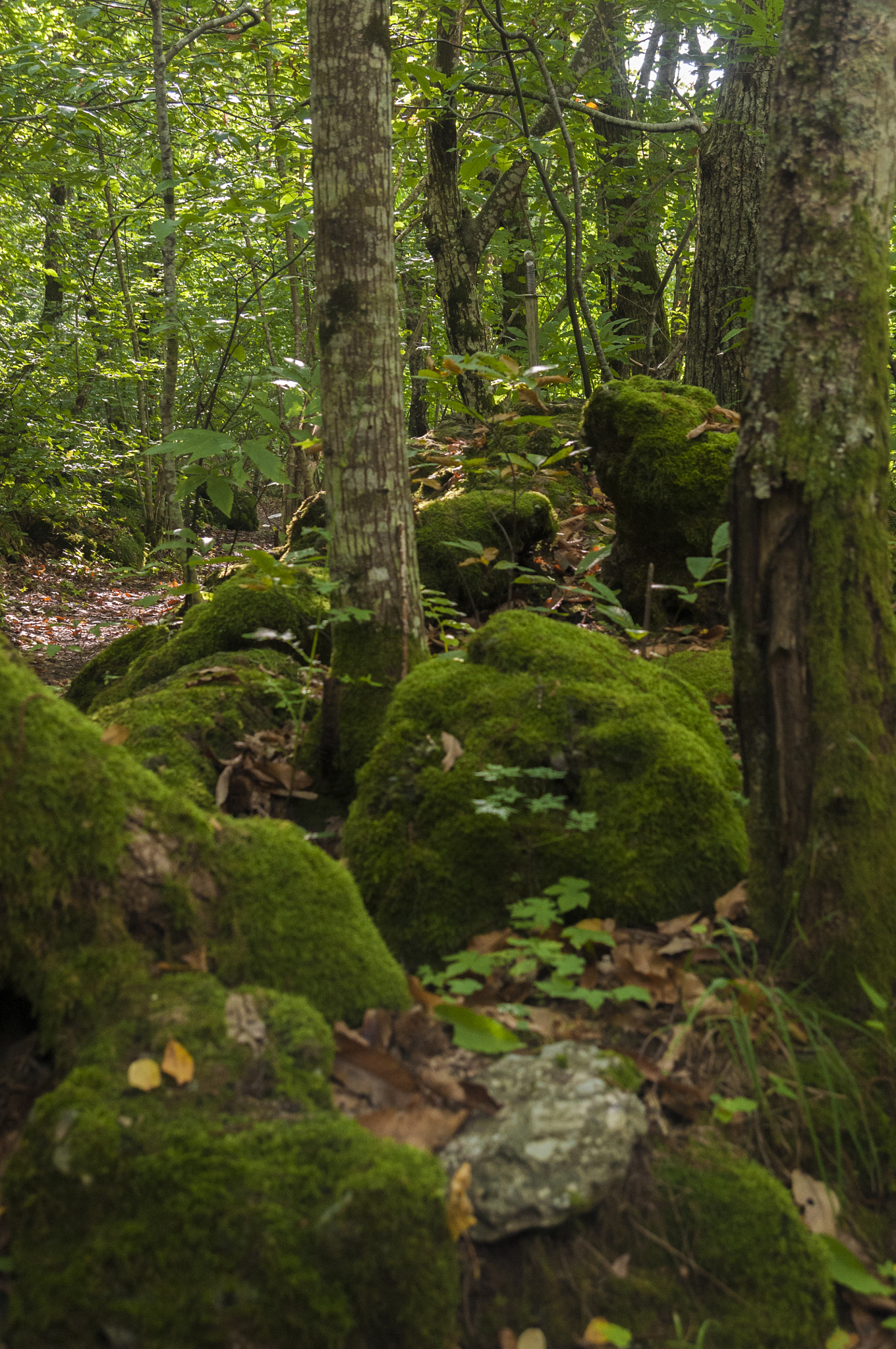 Nikon D300 sample photo. Bosco delle fate photography