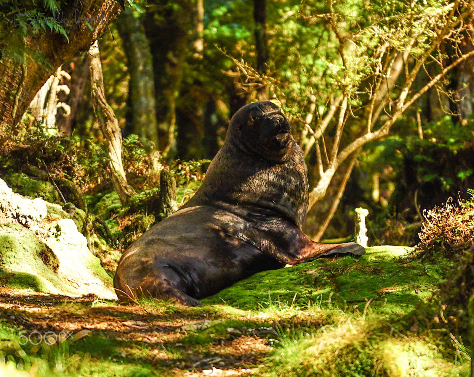 Sony a7S + Sony FE 70-200mm F4 G OSS sample photo. Stewart island discovery cruise photography