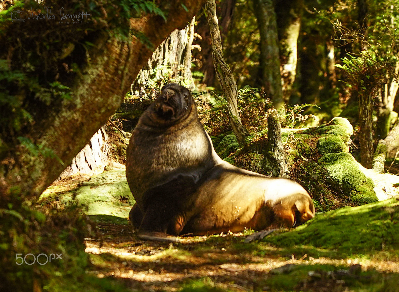 Sony a7S + Sony FE 70-200mm F4 G OSS sample photo. Stewart island discovery cruise photography