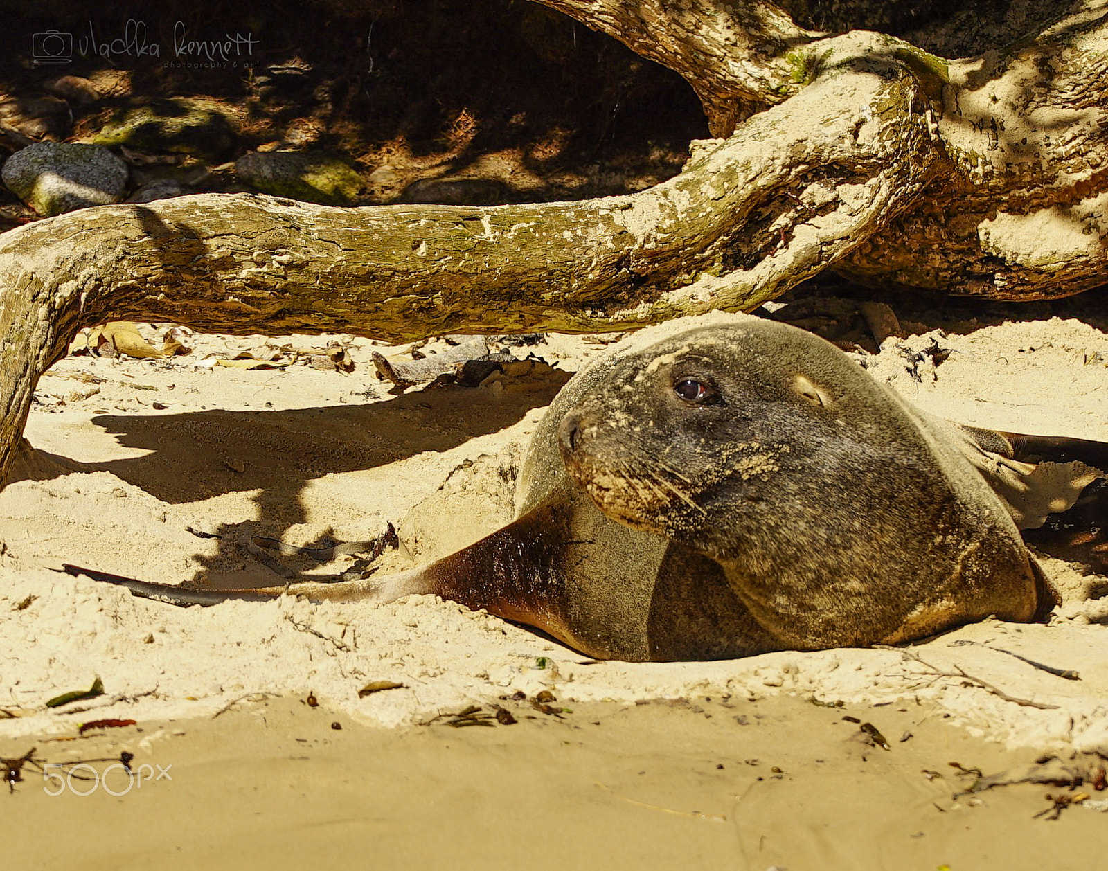 Sony a7S + Sony FE 70-200mm F4 G OSS sample photo. Stewart island discovery cruise photography