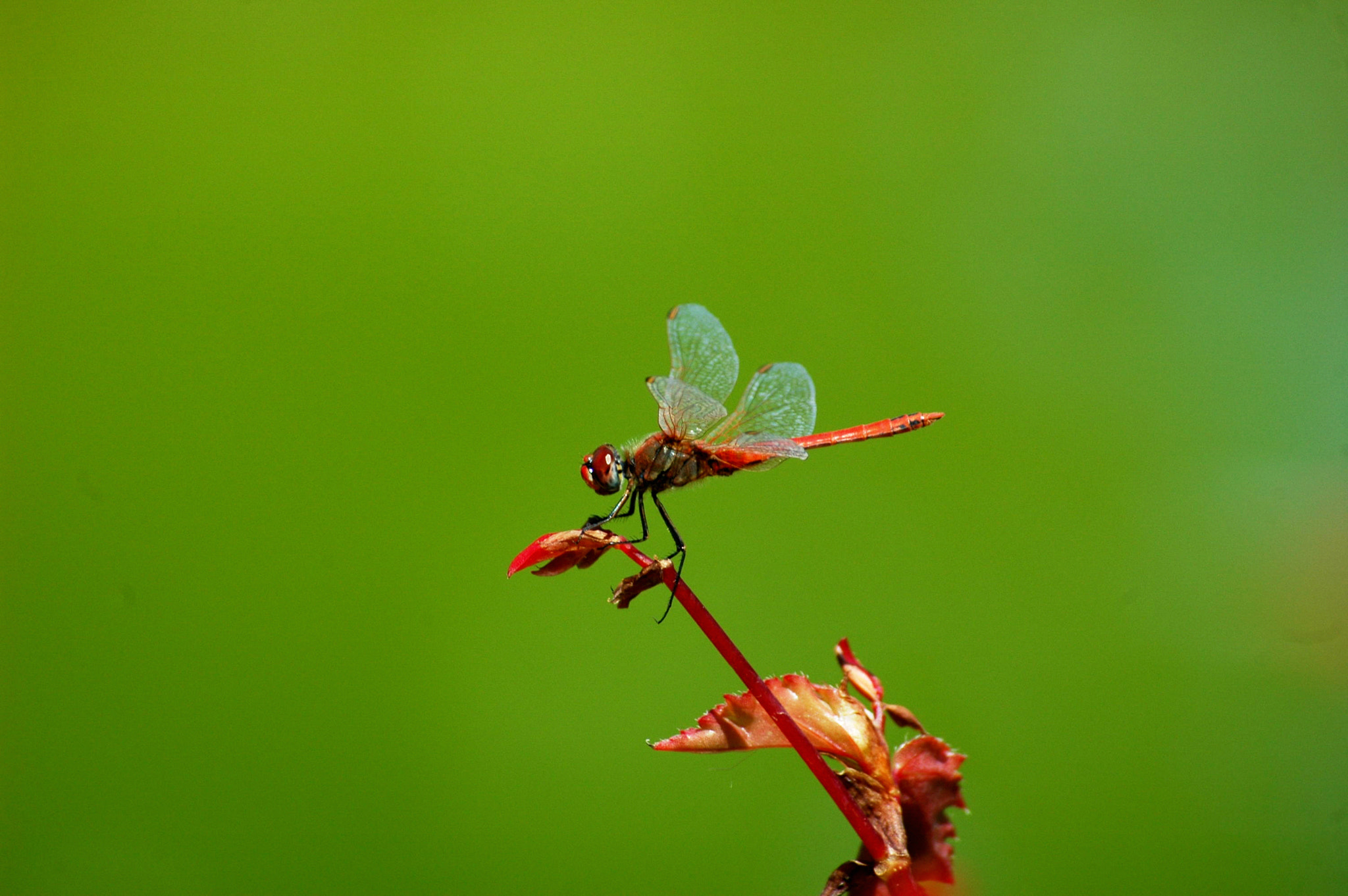 Nikon D70s + Sigma 70-300mm F4-5.6 DG Macro sample photo. Dsc photography