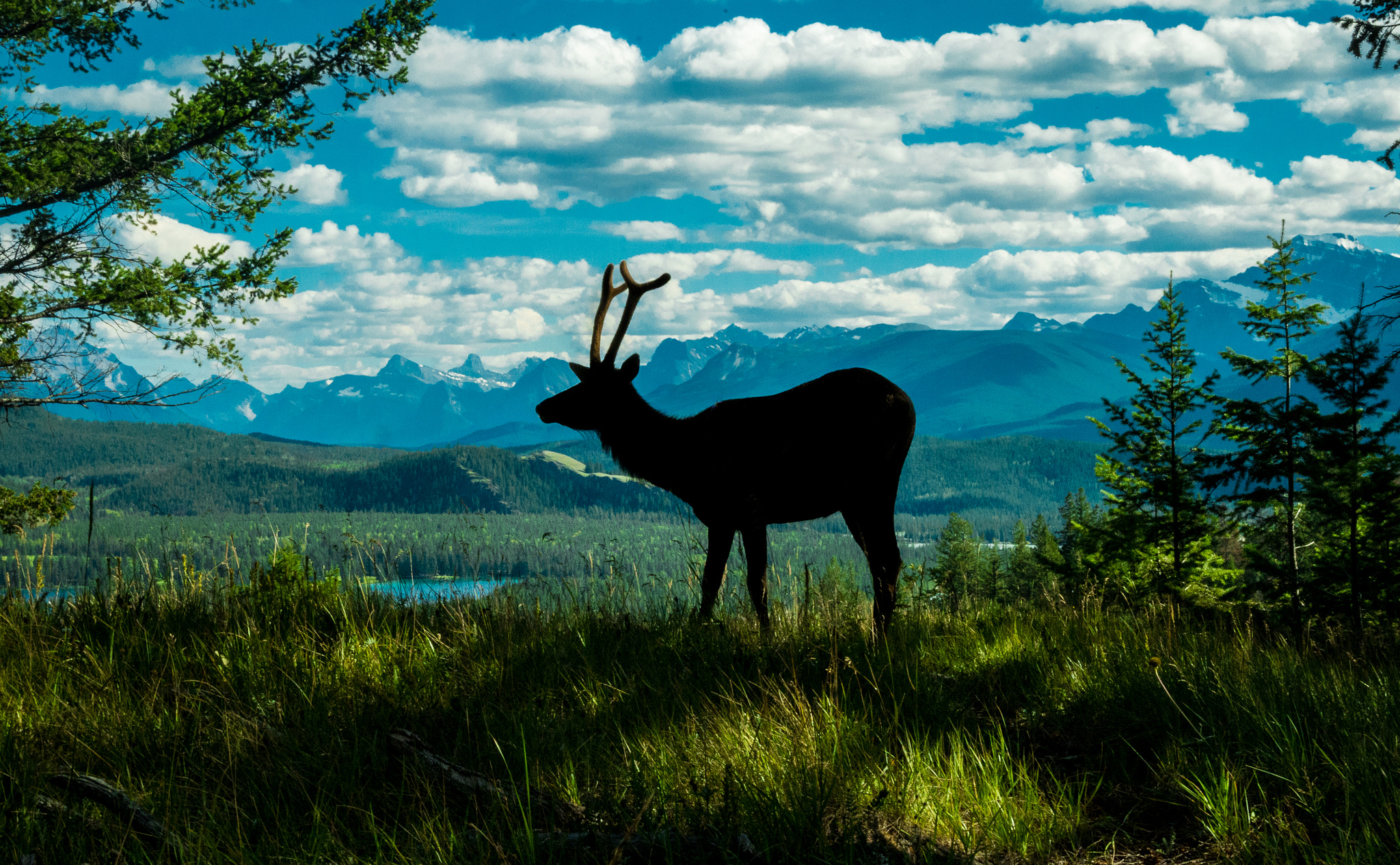 Panasonic Lumix DMC-GF7 sample photo. The meditation of the elk photography