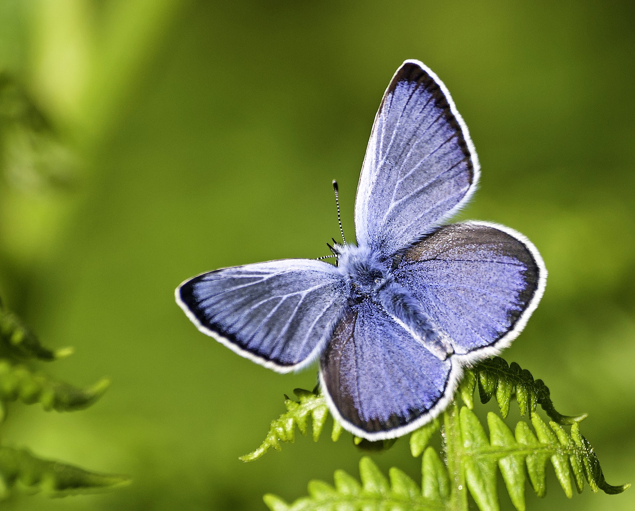 Olympus E-520 (EVOLT E-520) sample photo. Plebejus argus (niña) macho photography