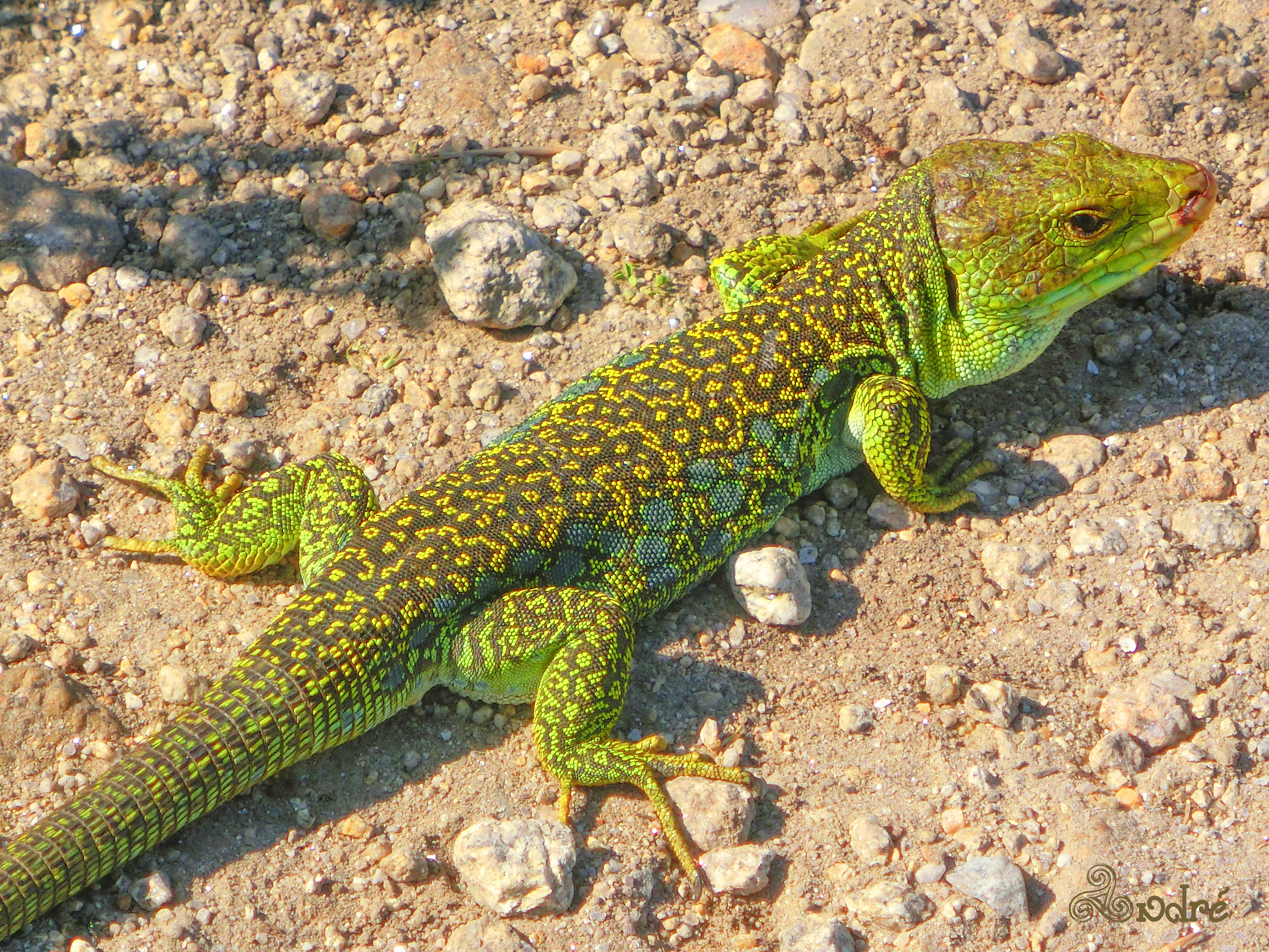 CASIO EX-ZR200 sample photo. Lagarto photography