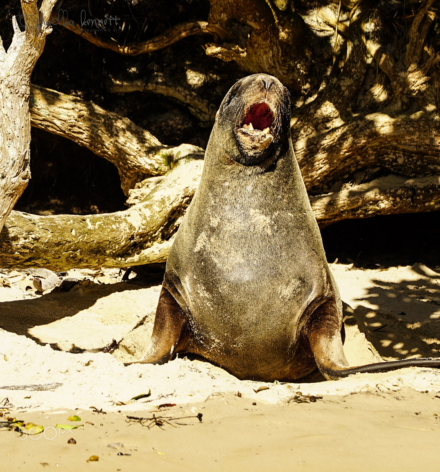 Sony a7S + Sony FE 70-200mm F4 G OSS sample photo. Stewart island discovery cruise photography