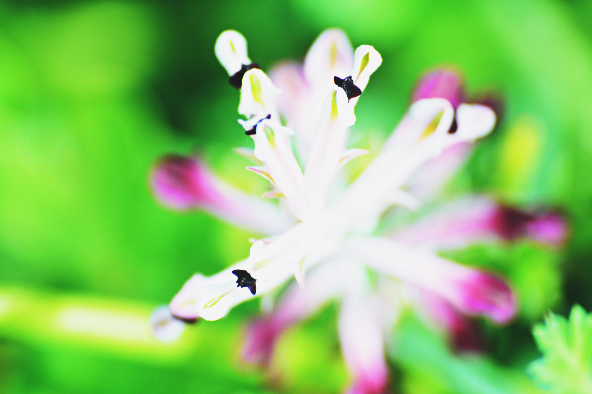 Sigma 70-300mm F4-5.6 APO Macro Super II sample photo. The spring that i desire photography