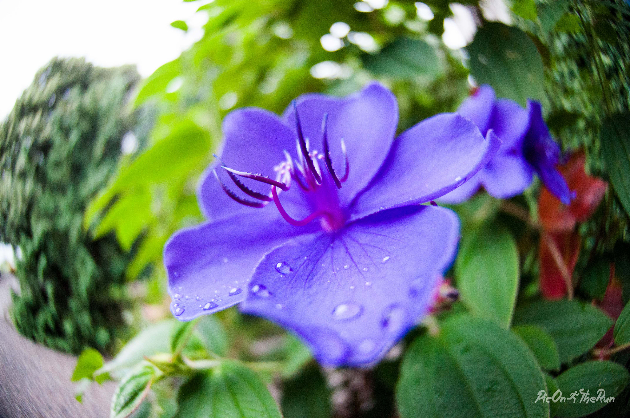 Nikon D5000 + Nikon AF DX Fisheye-Nikkor 10.5mm F2.8G ED sample photo. Tibouchina urvilleana photography