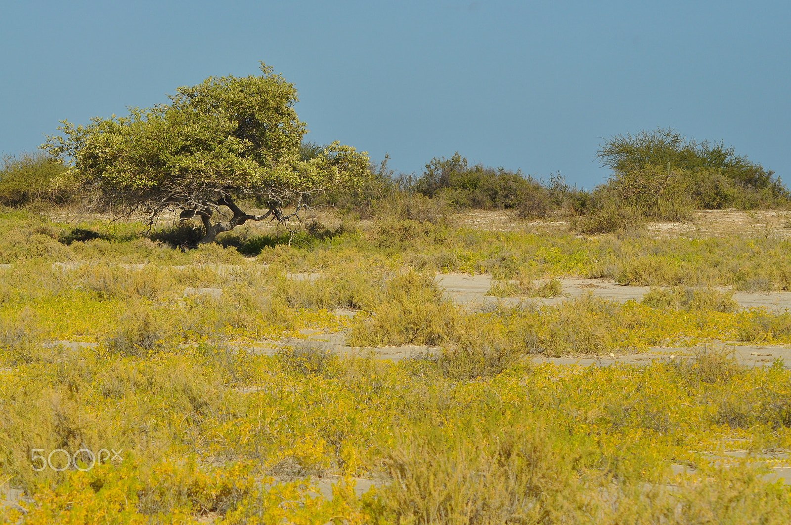 Nikon AF Nikkor 70-300mm F4-5.6G sample photo. Yellow landscape photography