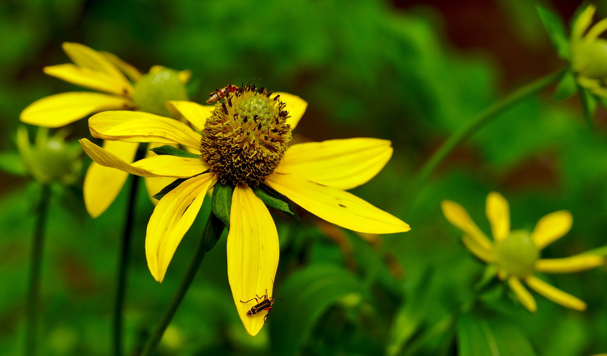 Nikon D810 + Manual Lens No CPU sample photo. Insects on yellow flower photography