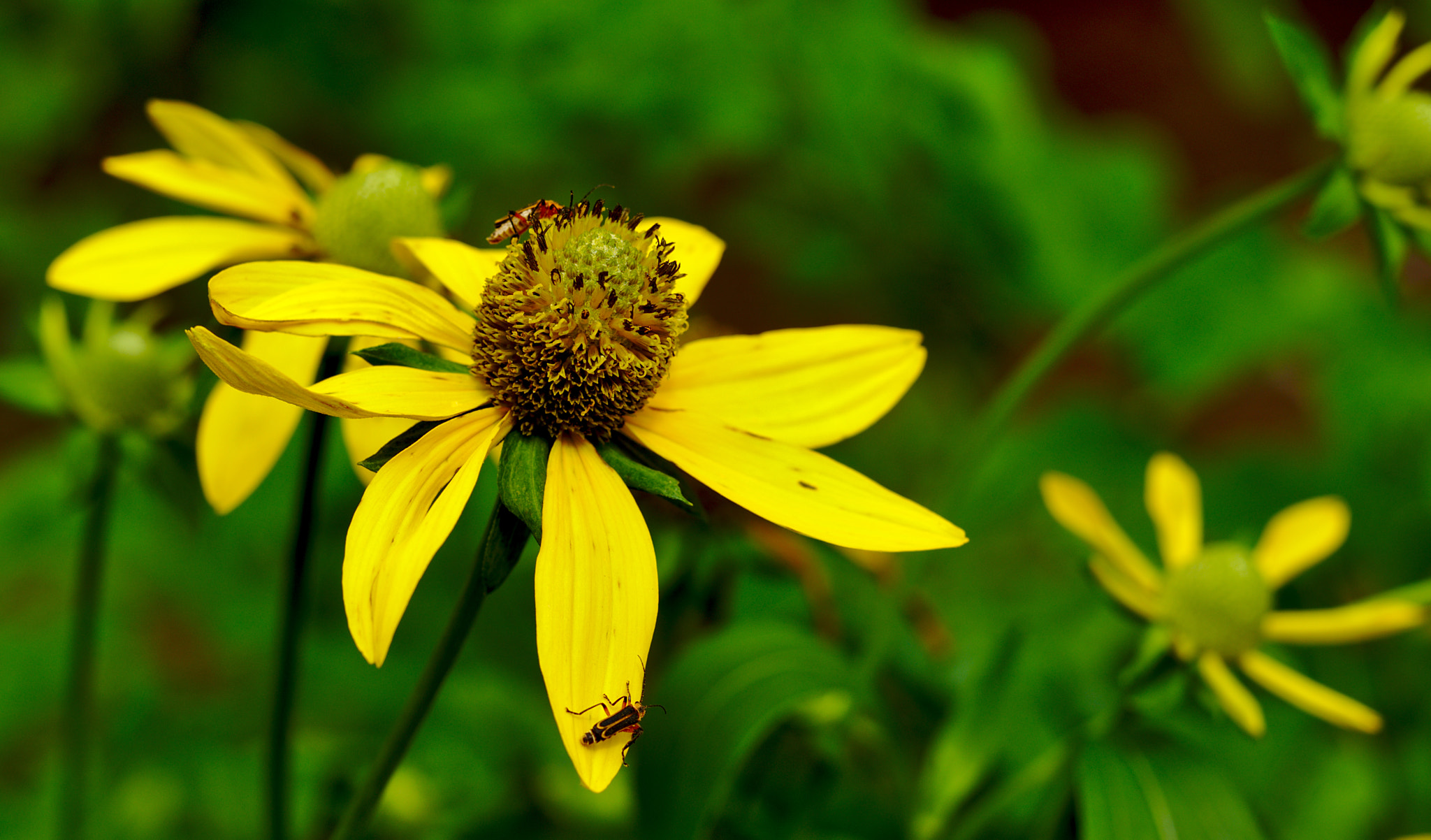Manual Lens No CPU sample photo. Insects on yellow flower photography