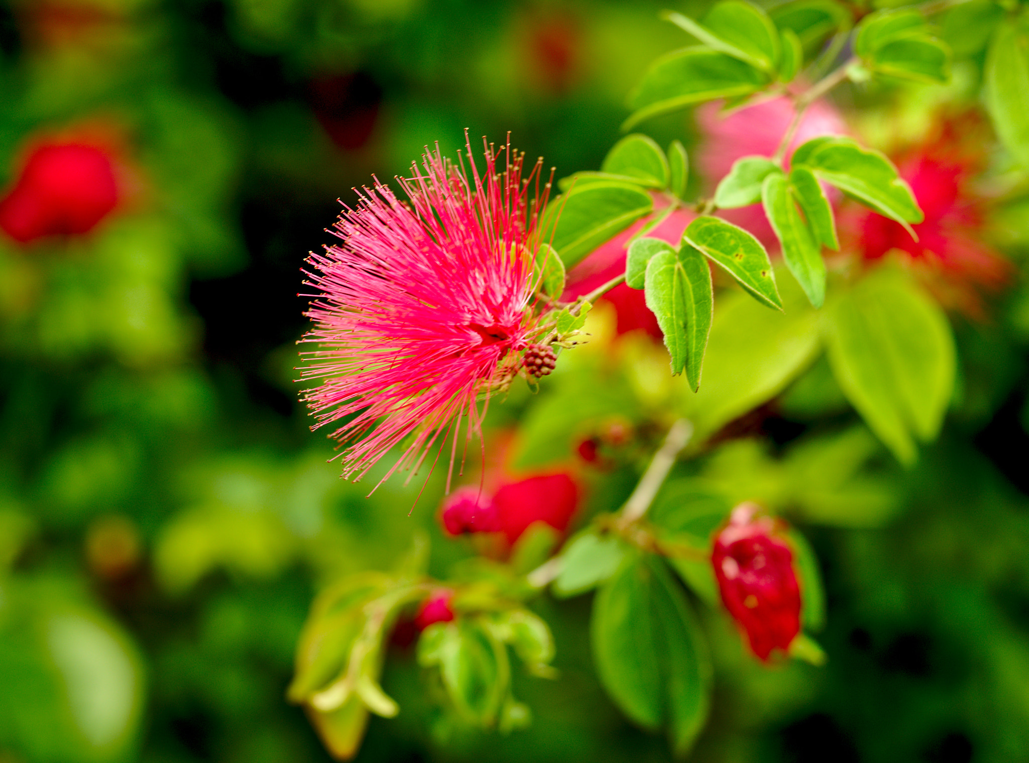 Nikon D810 + Manual Lens No CPU sample photo. Bottlebrush tree / calistemon photography