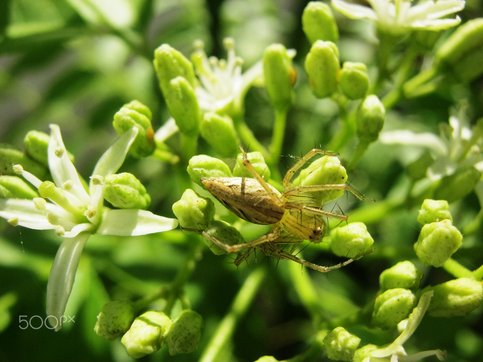 Canon PowerShot A800 sample photo. Id: lynx striped spider vs curry flowers photography