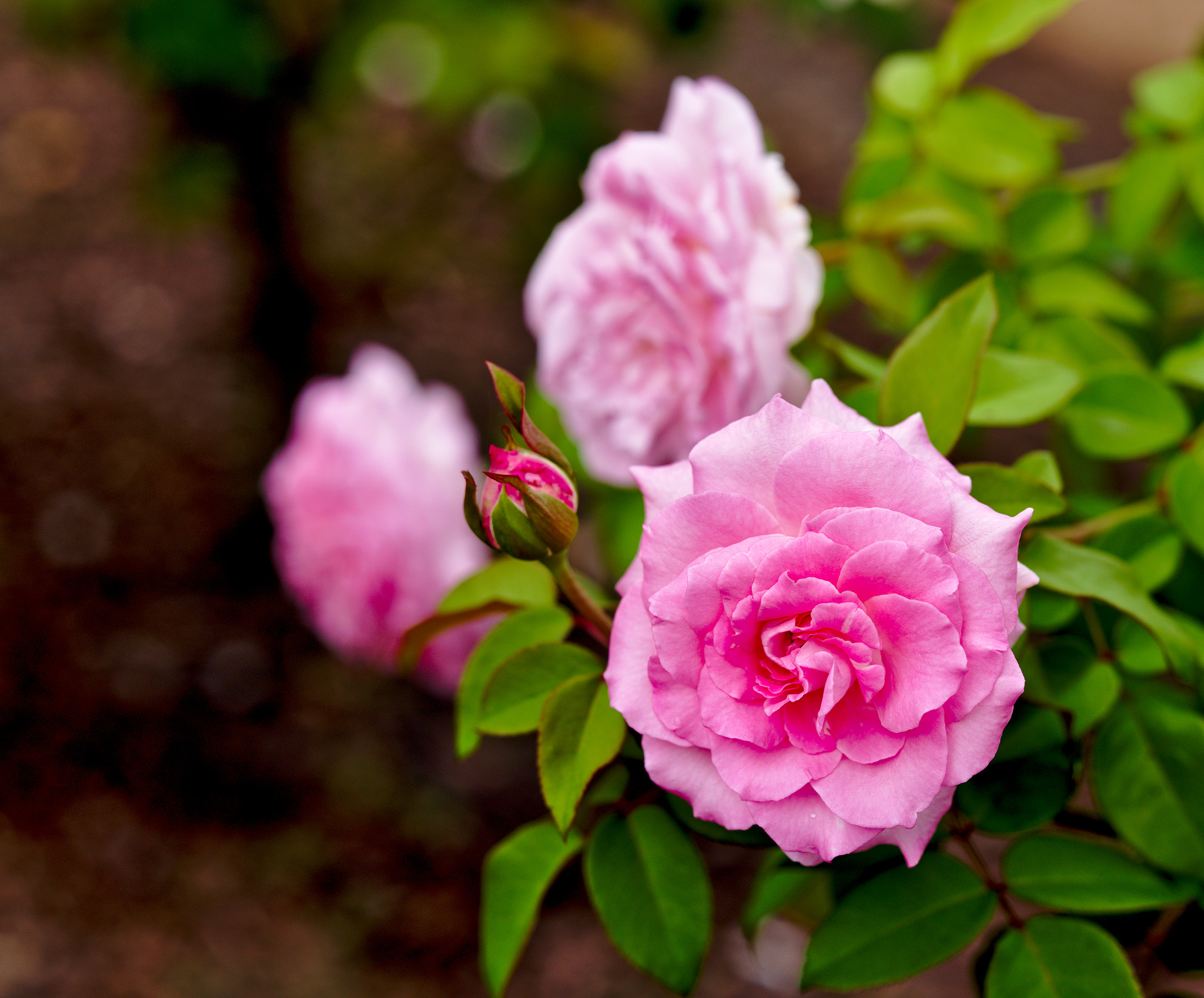 Manual Lens No CPU sample photo. Dainty bess ii - hybrid tea rose photography