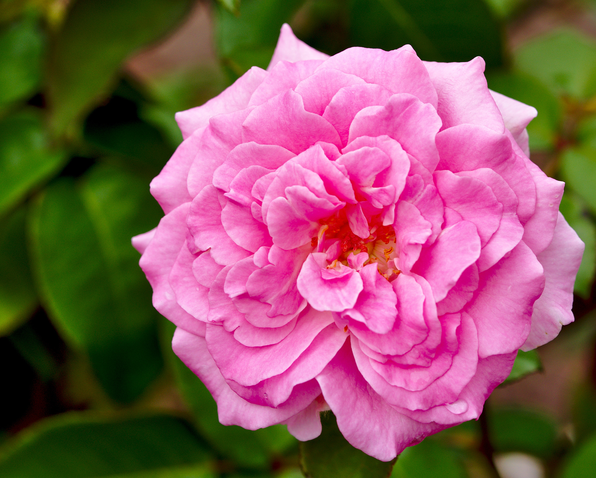 Manual Lens No CPU sample photo. Dainty bess i / hybrid tea rose photography
