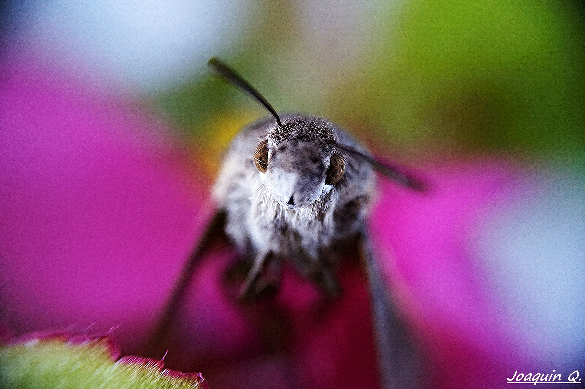 Sony E 16-50mm F3.5-5.6 PZ OSS sample photo. Polilla photography