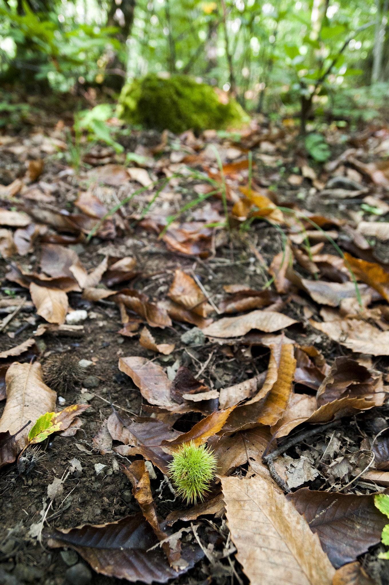 Nikon D300 sample photo. Chestnut hedgehog photography